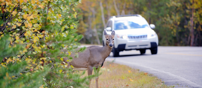 Deer standing by the highway