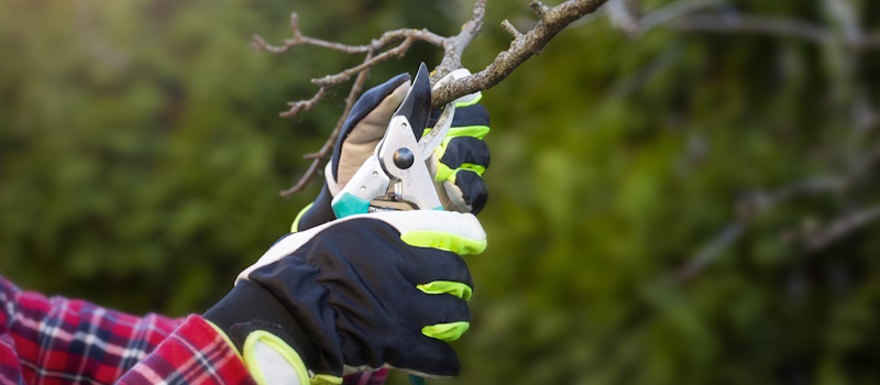 Pruning tree limbs